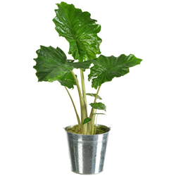 ALOCASIA PORTODORA ALOCASIA PORTODORA