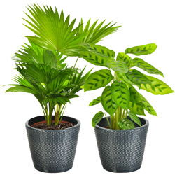 LIVISTONIA & MARANTHA LIVISTONIA & MARANTHA