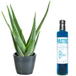 ALOE VERA + PASTIS BLEU ALOE VERA + PASTIS BLEU