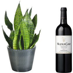SANSEVERIA + VIN ROUGE MOUTON CADET SANSEVERIA + VIN ROUGE MOUTON CADET