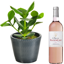 CLUSIA + VIN ROSE MOUTON CADET CLUSIA + VIN ROSE MOUTON CADET
