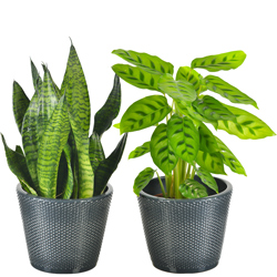 SANSEVERIA & MARANTHA SANSEVERIA & MARANTHA