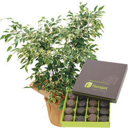 FICUS PANACHE + ROCHERS FICUS PANACHE + ROCHERS