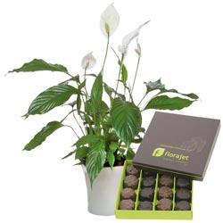 SPATHIPHYLLUM + ROCHERS SPATHIPHYLLUM + ROCHERS