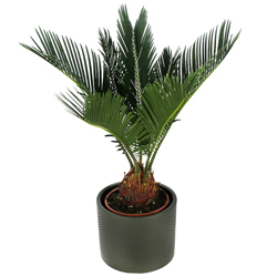 CYCAS CYCAS