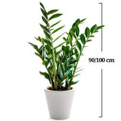 ZAMIOCULCAS ZAMIOCULCAS