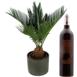 CYCAS + POT EN CERAMIQUE + VIN ROUGE CYCAS + POT EN CERAMIQUE + VIN ROUGE