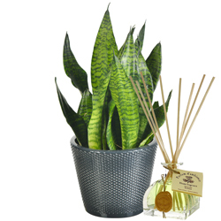 SANSEVERIA + DIFFUSEUR VERVEINE SANSEVERIA + DIFFUSEUR VERVEINE