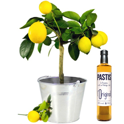 CITRONNIER + PASTIS OR CITRONNIER + PASTIS OR