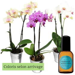 1 ORCHIDEE 2 BRANCHES + EAU DE TOILETTE 1 ORCHIDEE 2 BRANCHES + EAU DE TOILETTE