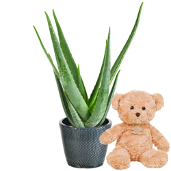ALOE VERA + OURS BRUN ALOE VERA + OURS BRUN