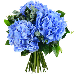 MYRTILLE MYRTILLE