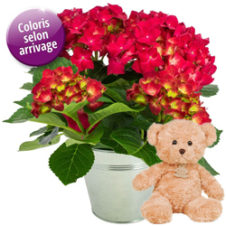 HORTENSIA + OURS BRUN HORTENSIA + OURS BRUN