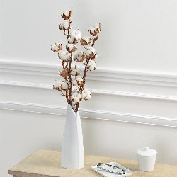 FLEURS DE COTON FLEURS DE COTON