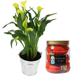 ZANTEDESCHIA + BONBONS FRAISES ZANTEDESCHIA + BONBONS FRAISES