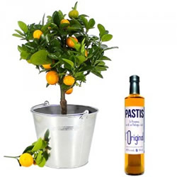 ORANGER + PASTIS OR ORANGER + PASTIS OR
