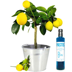 CITRONNIER + PASTIS BLEU CITRONNIER + PASTIS BLEU