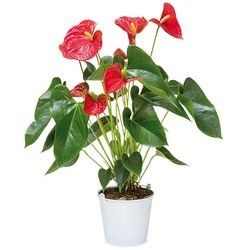 ANTHURIUM ANTHURIUM