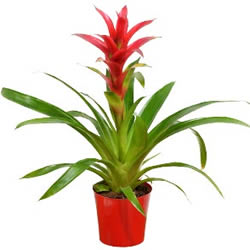 GUZMANIA GUZMANIA