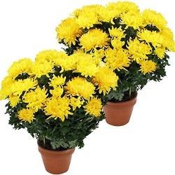 2 CHRYSANTHEMES JAUNES 2 CHRYSANTHEMES JAUNES