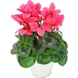 CYCLAMEN ROSE