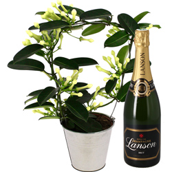 STEPHANOTIS EN POT + CHAMPAGNE STEPHANOTIS EN POT + CHAMPAGNE