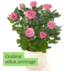 ROSIER ROSE ROSIER ROSE