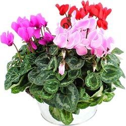 COUPE DE CYCLAMENS