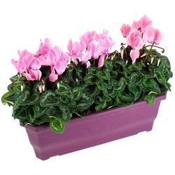 POTEE DE CYCLAMENS POTEE DE CYCLAMENS