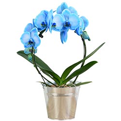 ORCHIDEE BLEUE ORCHIDEE BLEUE