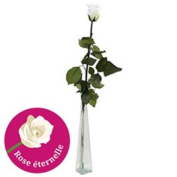 ROSE STABILISEE 70 CM + SOLIFLOR ROSE STABILISEE 70 CM + SOLIFLOR