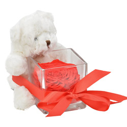 OURSON + ROSE STABILISEE + VERRINE OURSON + ROSE STABILISEE + VERRINE