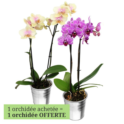2 ORCHIDEES 2 BRANCHES 2 ORCHIDEES 2 BRANCHES