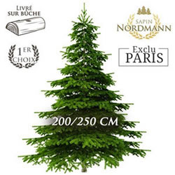SAPIN NORDMANN 200/250CM SAPIN NORDMANN 200/250CM