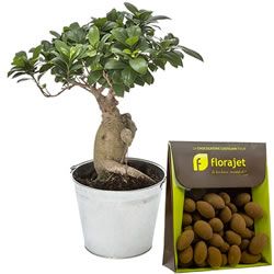 BONSAI GINSENG + AMANDES 150GR BONSAI GINSENG + AMANDES 150GR
