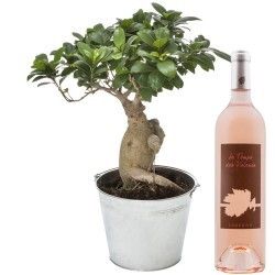 BONSAI GINSENG + VIN ROSE 75CL BONSAI GINSENG + VIN ROSE 75CL