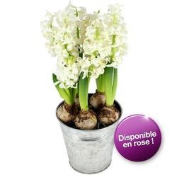 TRIO DE JACINTHES