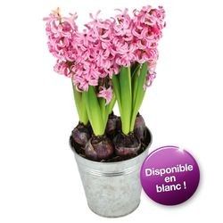 TRIO DE JACINTHES ROSE TRIO DE JACINTHES ROSE
