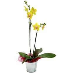 ORCHIDEE JAUNE 2 BRANCHES ORCHIDEE JAUNE 2 BRANCHES
