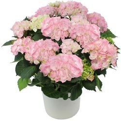 HORTENSIA ROSE HORTENSIA ROSE