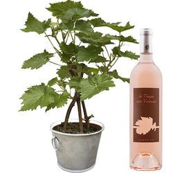 PIED DE VIGNE + VIN ROSE 75CL PIED DE VIGNE + VIN ROSE 75CL