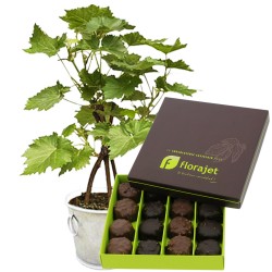 PIED DE VIGNE + ROCHERS 160GR PIED DE VIGNE + ROCHERS 160GR