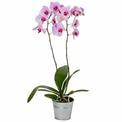 ORCHIDEE ROSE 2 BRANCHES ORCHIDEE ROSE 2 BRANCHES