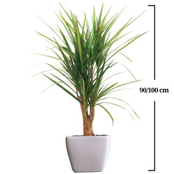 DRACENA MARGINATA DRACENA MARGINATA
