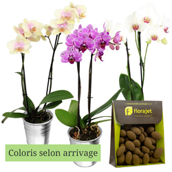 1 ORCHIDEE + AMANDES 150GR