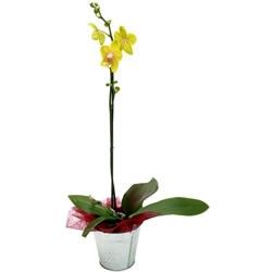 ORCHIDEE JAUNE 1 BRANCHE ORCHIDEE JAUNE 1 BRANCHE