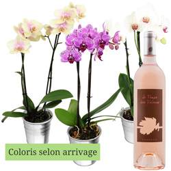 1 ORCHIDEE + VIN ROSE 75CL 1 ORCHIDEE + VIN ROSE 75CL
