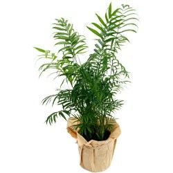 PALMIER ARECA PALMIER ARECA