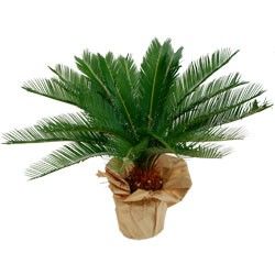CYCAS CYCAS