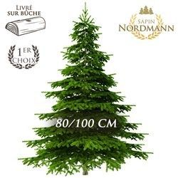 SAPIN NORDMANN 80/100CM SAPIN NORDMANN 80/100CM